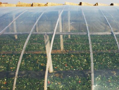 點(diǎn)擊查看詳細(xì)信息<br>標(biāo)題：水晶po膜 閱讀次數(shù)：17662